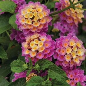 Lantana